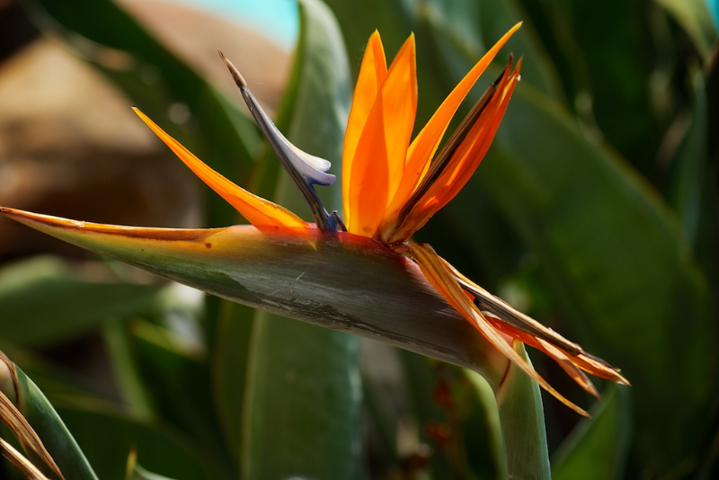 Bird of Paradise