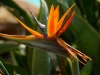 Bird of Paradise